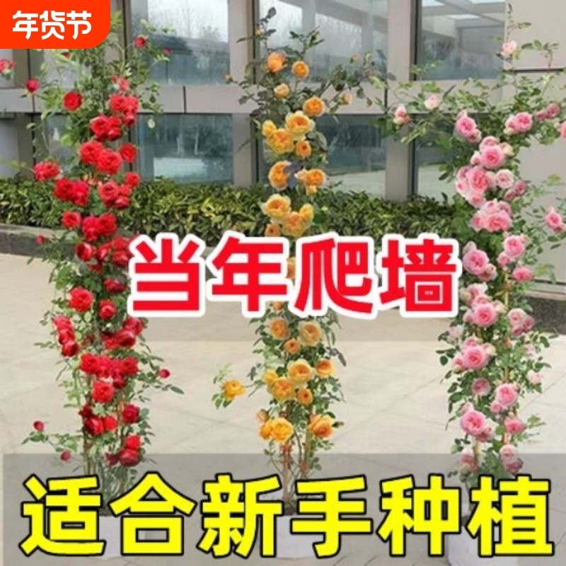 蔷薇花苗藤本月季庭院爬墙爬藤植物阳台玫瑰花卉盆栽室内老桩室外,鲜花速递/花卉仿真/绿植园艺,时令草本花卉,淘宝优惠券,粉丝福利购,淘宝优惠卷