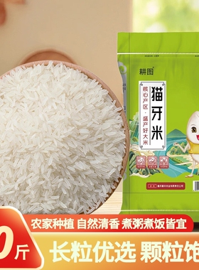 南方大米猫牙米10斤/20斤新米晚稻米丝苗米长粒香米饭袋装软糯