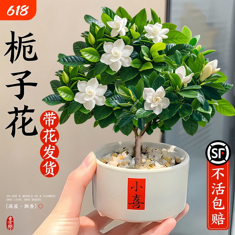 栀子花盆栽带花苞绿植物办公室内四季开花卉桌面好养棒棒糖栀子花