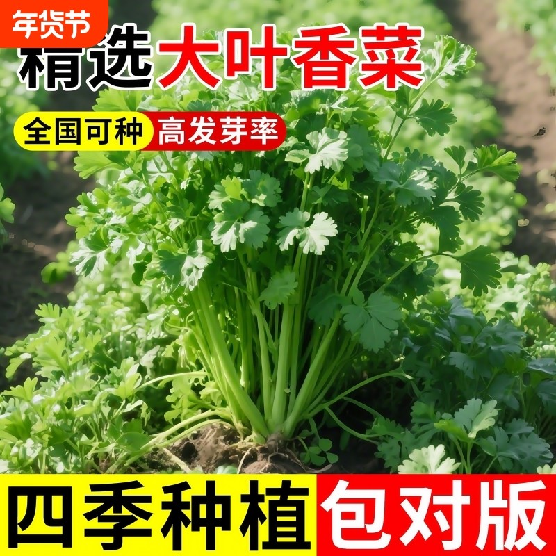 大叶香菜种子春秋阳台香菜耐寒耐热农家芫荽盆栽蔬菜籽种种植香葱,鲜花速递/花卉仿真/绿植园艺,家庭园艺种子,淘宝优惠券,粉丝福利购,淘宝优惠卷