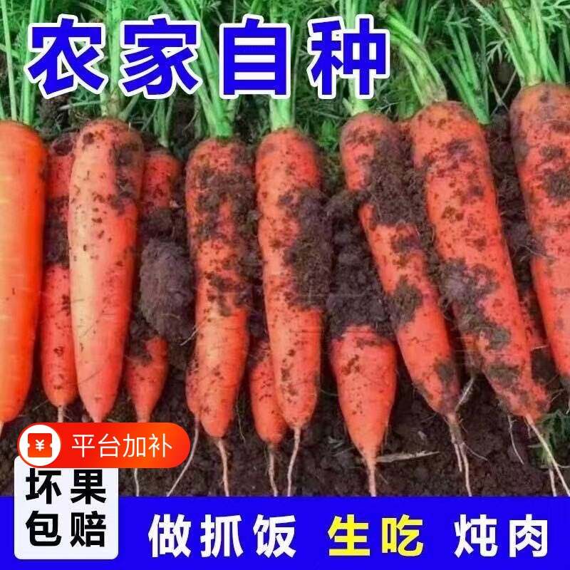 正宗山东新鲜胡萝卜现挖生吃脆甜农家自种可生食5斤当季抓饭