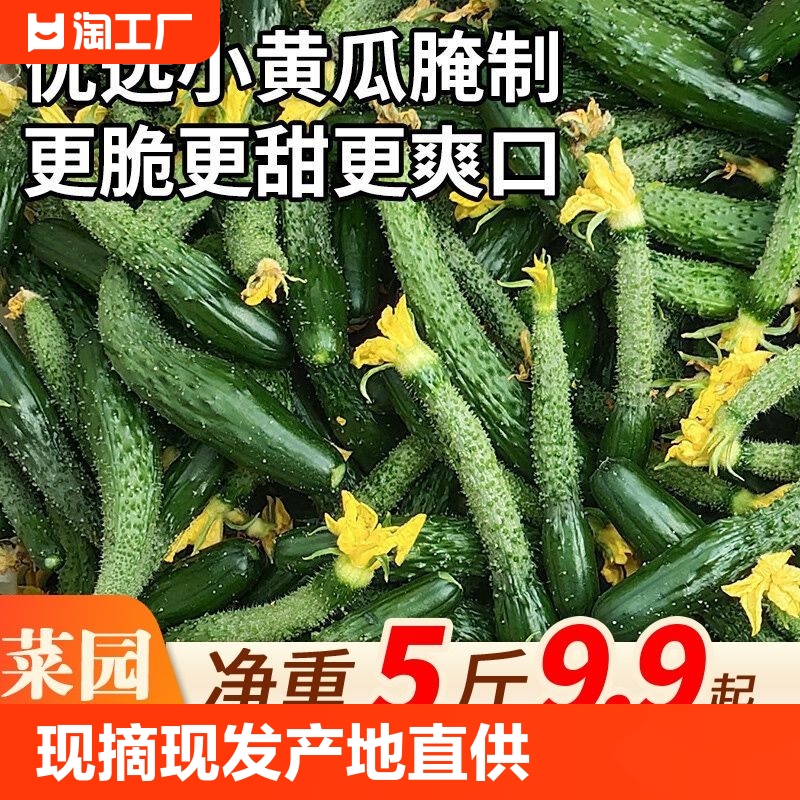 现摘新鲜小黄瓜扭农家自种仔腌制蔬菜嫩黄瓜妞酱瓜5斤9疏菜