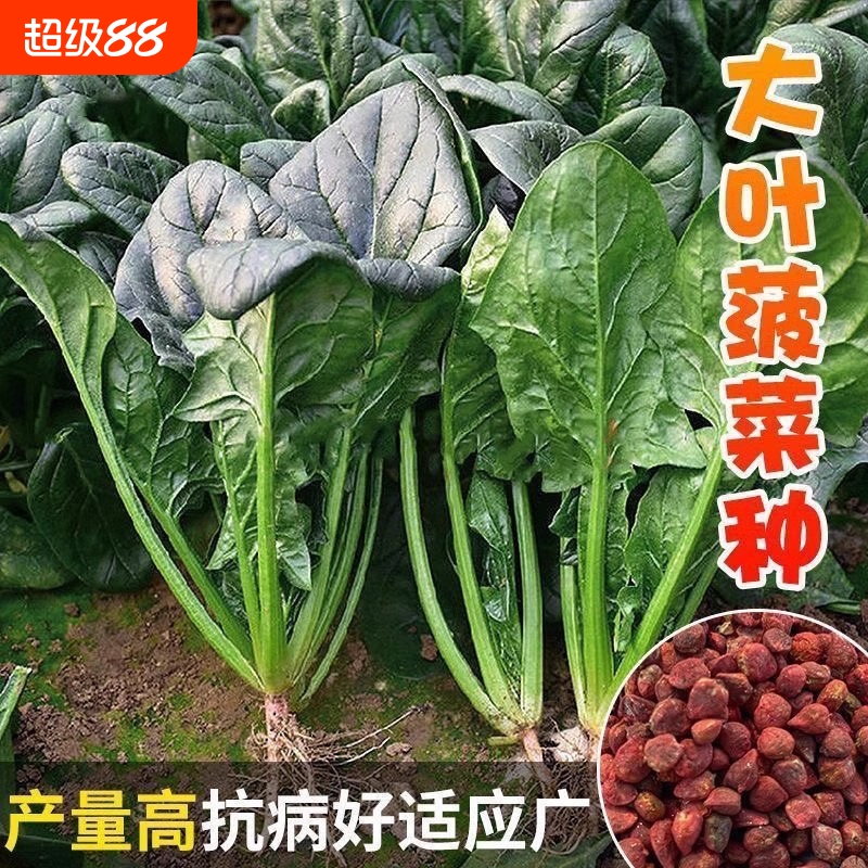 大叶菠菜种子红根菠菜籽种四季蔬菜种子秋播越冬青菜种子耐热耐寒