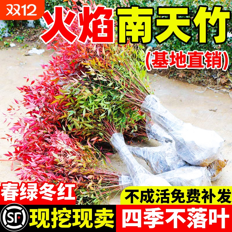 火焰南天竹盆栽客厅树苗室内植物盆景室外庭院耐寒竹子苗花卉绿植