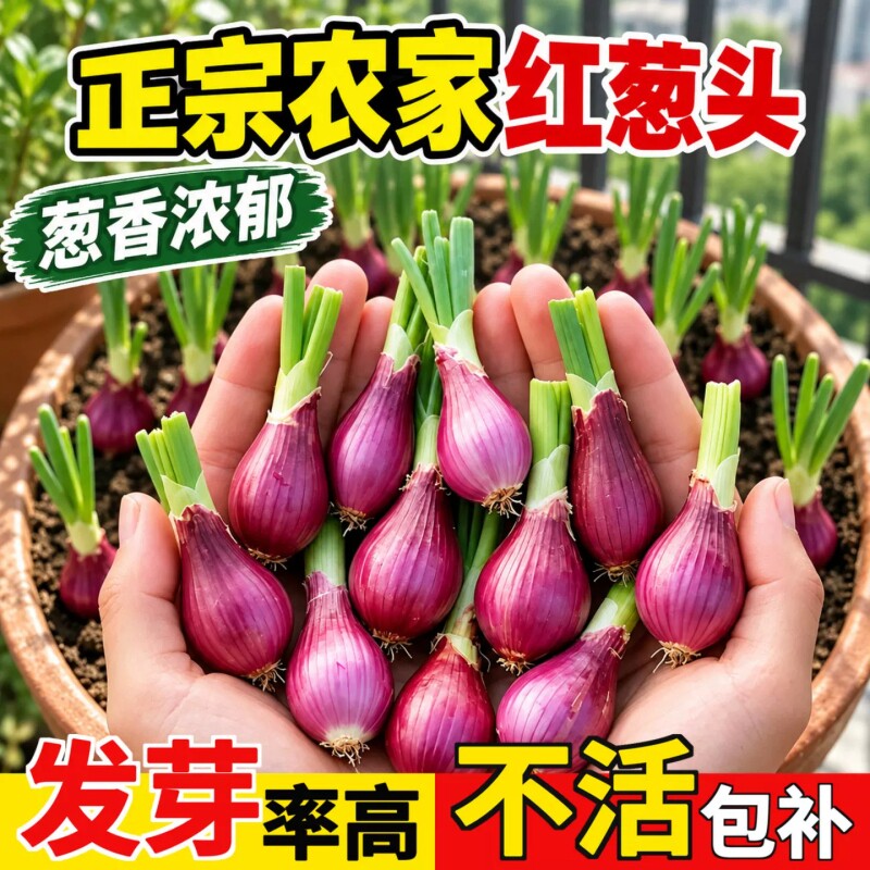 红葱头香葱头火葱头蔬菜苗绿植种苗阳台盆栽室内种植农家自种香葱