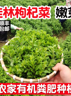 新鲜枸杞菜叶嫩芽枸杞芽农家可食用野生时令冷门有机蔬菜当季批发