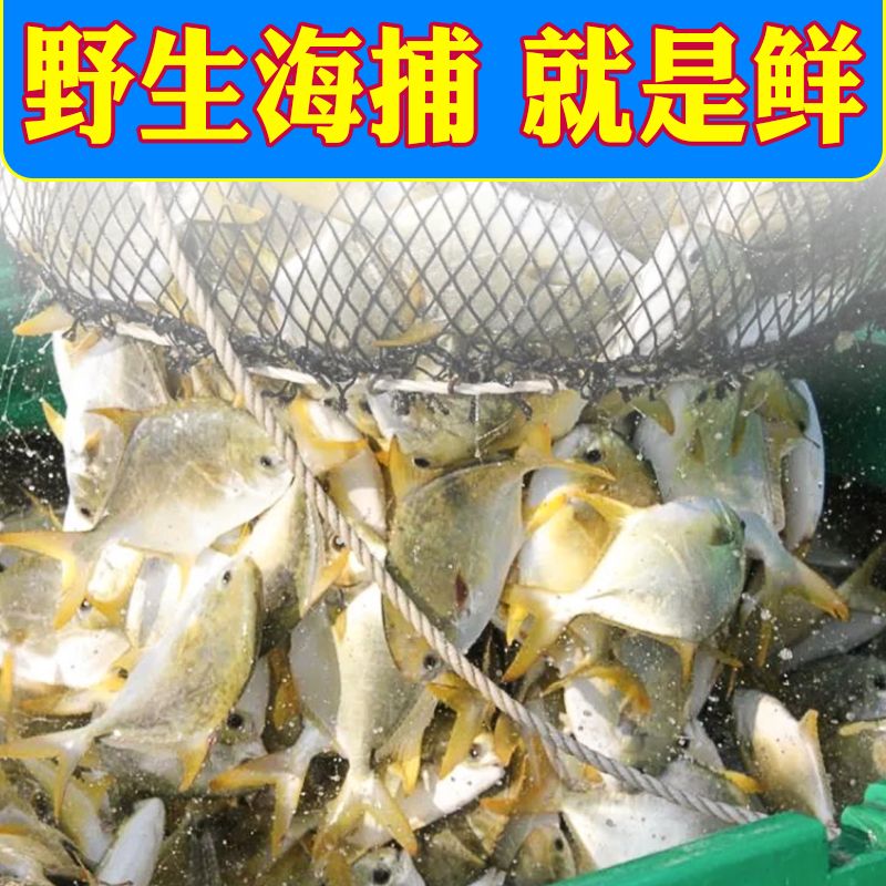 鲳鱼金鲳鱼新鲜冷冻鲜活海鲜鱼大平鱼鲳鳊鱼冰冻水产大金鲳鱼