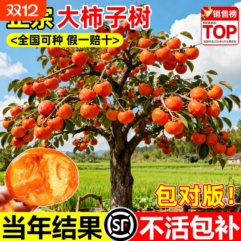 柿子树苗南北方种植庭院果树