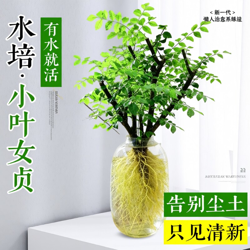 小叶女贞水培植物鲜办公室花卉老桩造型绿植四季好养招财耐阴水养