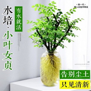 小叶女贞水培植物鲜办公室花卉老桩造型绿植四季 好养招财耐阴水养