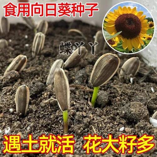 大粒食用向日葵种子春夏四季播