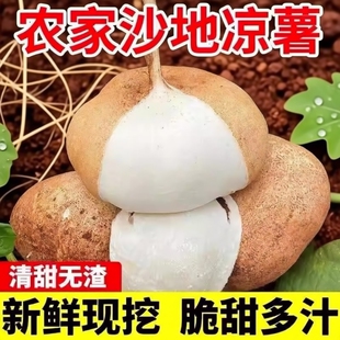 广西凉薯新鲜现挖地瓜当季蔬菜水果农家地萝卜沙葛白地瓜番薯沙地