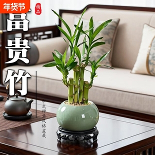 富贵竹植物客厅文昌竹盆栽盆景转运竹观音竹室内绿植节节高办公桌