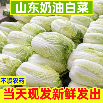 山东潍坊大白菜新鲜10斤