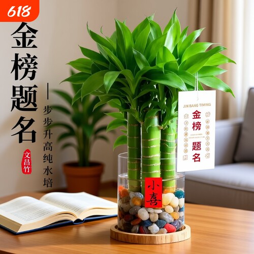 文昌竹5支金榜题名室内书桌水培绿植盆栽富贵竹办公室桌面好养活