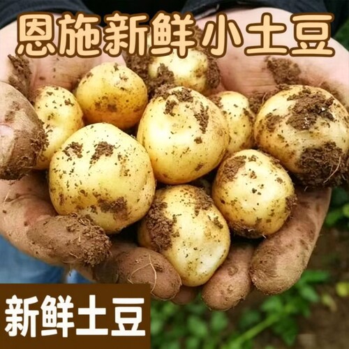 正宗恩施小土豆新鲜农家土豆