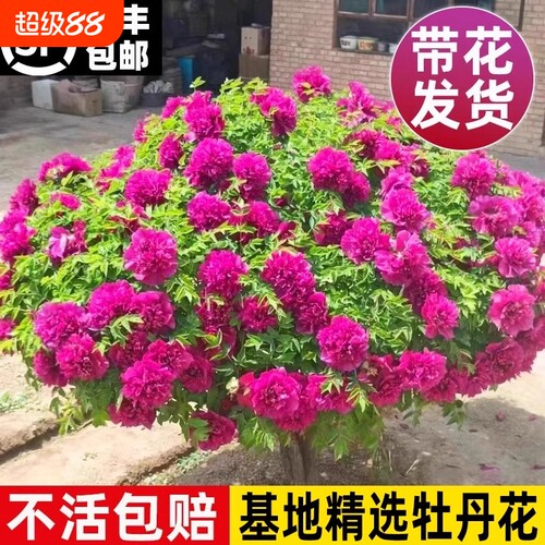 牡丹花苗盆栽洛阳正宗大苗花种老桩庭院花卉重瓣室内外牡丹花树苗