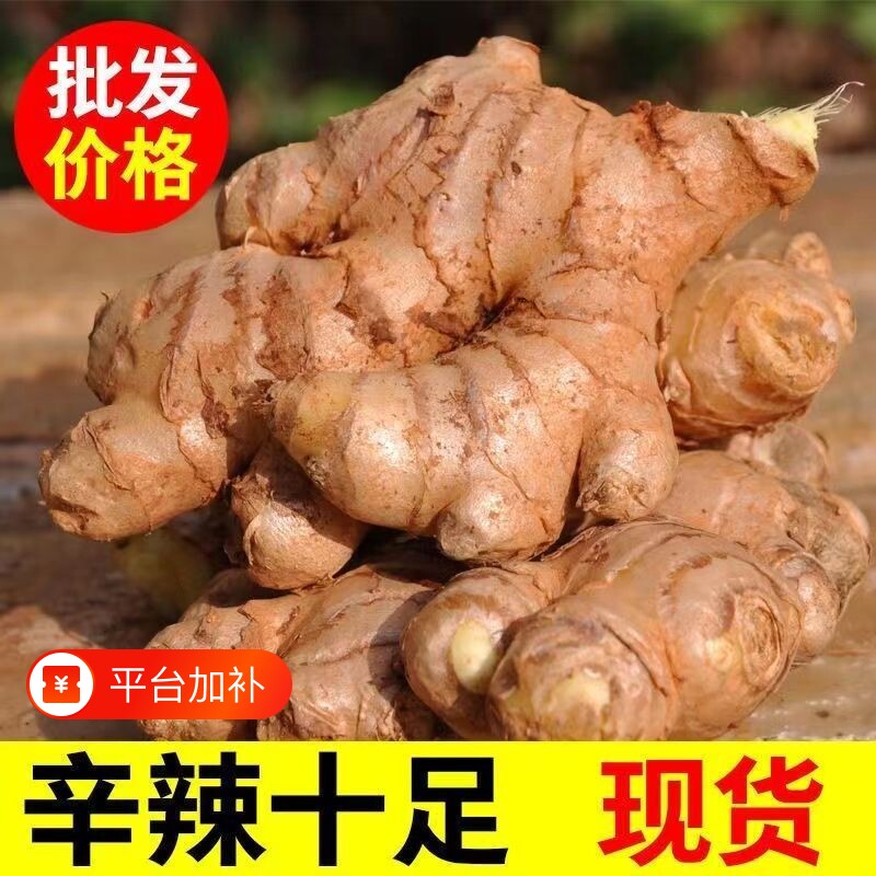 云南小黄姜新鲜现挖老姜农家自种优质生姜应季蔬菜新鲜直发