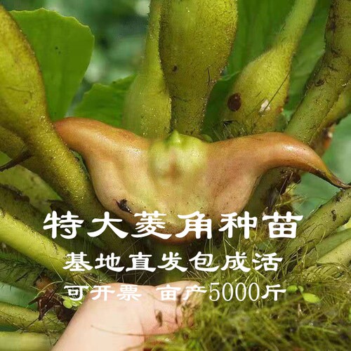 老菱角种子苗池塘水生植物菱角苗种植青菱角种子四季蔬菜红高产