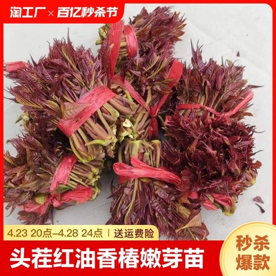 头茬红油香椿嫩芽苗香椿头3斤整箱时令蔬菜中通包邮椿芽新鲜食用