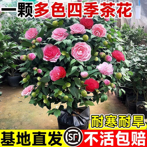 香妃山茶花盆栽带花苞花卉植物室内绿植好养树苗五色赤丹室外耐寒