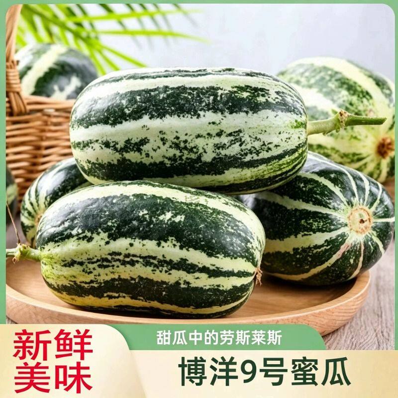 头茬博洋9号甜瓜当季新鲜现摘脆瓜蜜瓜羊角脆山东博洋9号冰糖脆瓜