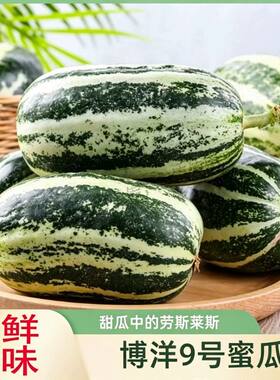 头茬博洋9号甜瓜当季新鲜现摘脆瓜蜜瓜羊角脆山东博洋9号冰糖脆瓜