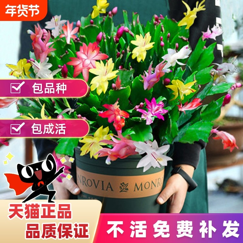 蟹爪兰盆栽带花苞多色花苗四季绿植花卉植物室内螃蟹爪莲开花好养