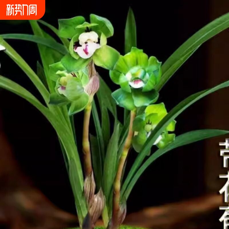 带花苞浓香型矮种绿云皇后兰花原生江浙老品种兰花苗绿植花卉绿植