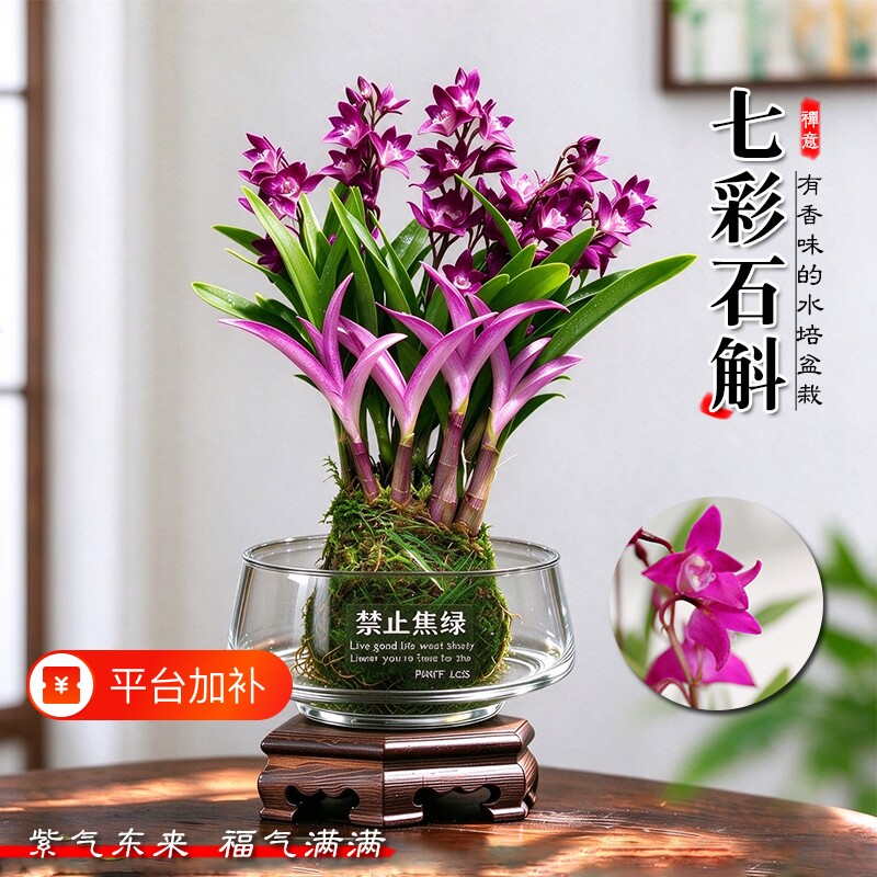 水培苔藓球七彩香水石斛兰花苗冬带花苞盆栽室内懒人好养花卉绿植