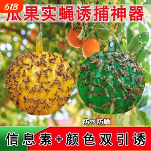 粘虫球瓜果园大小实蝇丝瓜柑橘大针锋菜园诱粘球果蝇球诱捕器神器