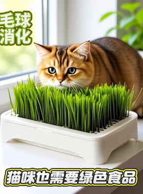 水培小麦种子育苗即食猫草猫咪排毛自种无土植物土培养猫直接吃