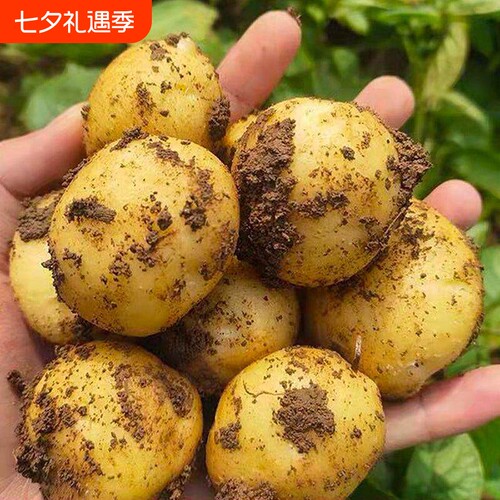 恩施富硒小土豆新鲜现挖