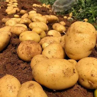 正宗东北黄心土豆农家自种蔬菜黄心洋芋新鲜现挖马铃薯商顺丰可选