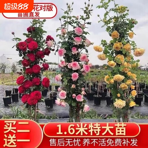 四季开花月季花苗|回购1万次