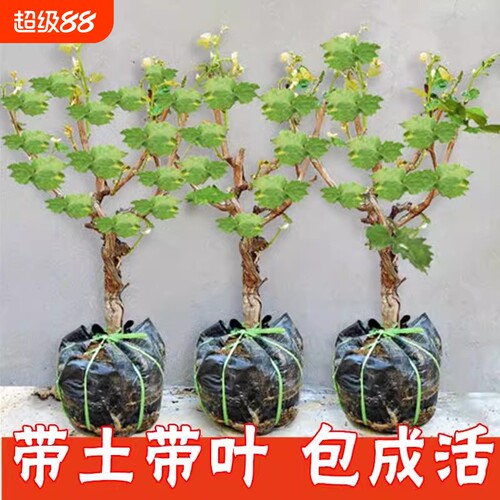 葡萄树苗特大巨峰无籽阳光玫瑰葡萄苗蓝宝石南爬藤北方种当年结果