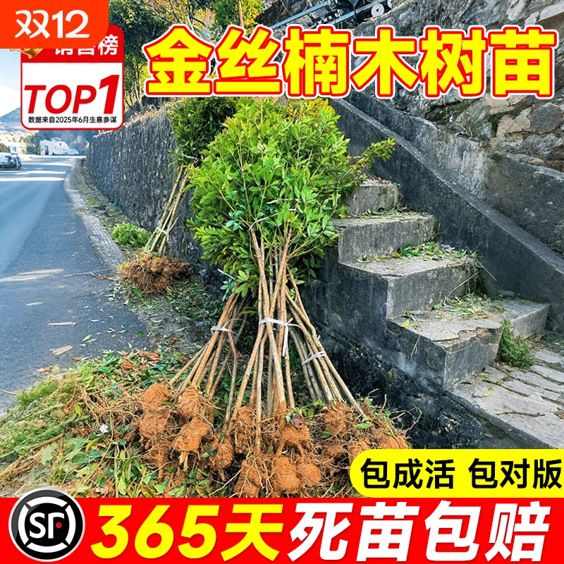 四川正宗金丝楠木树苗