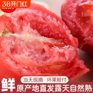 新鲜沙瓤番茄西红柿现摘直发自然熟红润果肉无人工催熟小果番茄