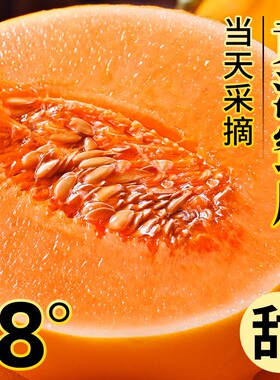 正宗沙漠黄河蜜瓜，大果脆甜多汁