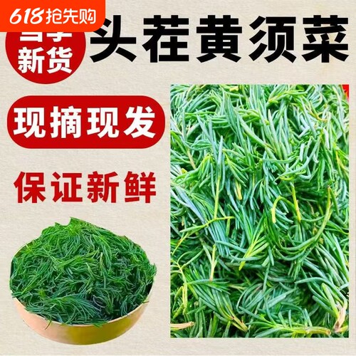 现摘现发正宗山东盐地碱蓬菜黄西皇席菜黄须菜新鲜叶嫩