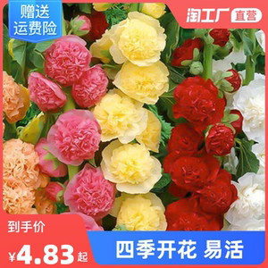 重瓣蜀葵花种子籽子四季开花花籽花卉种籽花种孑满天星种植虞美人