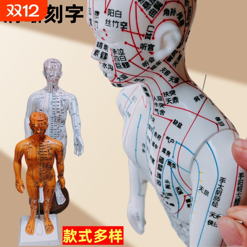 中医针灸穴位全身经络人体模型