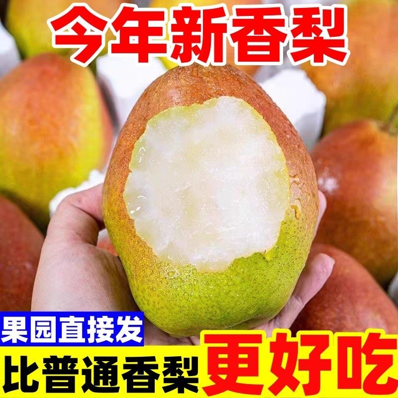现摘现发新鲜时令水果红香酥梨孕妇梨子薄皮脆甜香梨包邮好吃果园