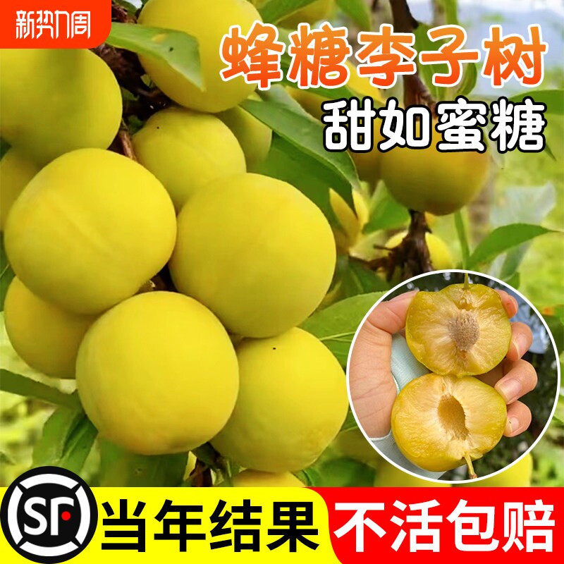 精品蜂糖李子果树苗正宗嫁接脆甜三华李子庭院阳台盆栽四季易成活
