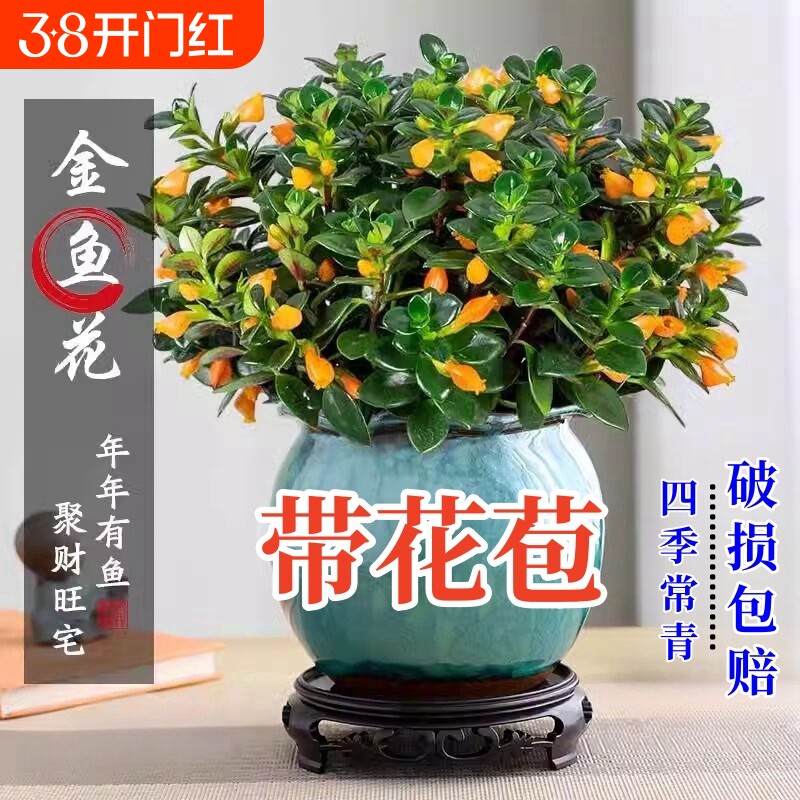 金鱼吊兰盆栽室内绿植花卉多肉植物绿萝年宵花吸甲醛四季好养盆景