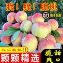 应季 脆甜桃子水果新鲜当季 顺丰 脆桃现摘水果毛桃超甜 包邮