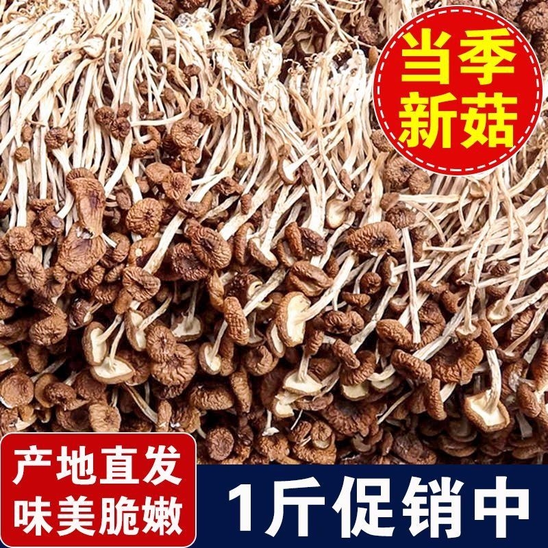 云南农家茶树菇500g干货新鲜
