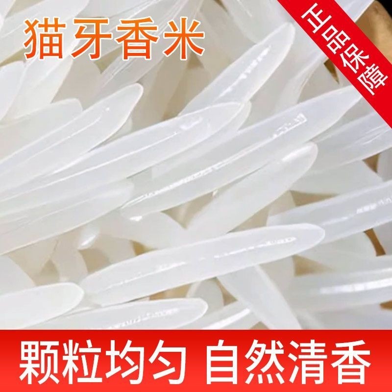 鲜米猫牙米长粒香大米2025新米正宗水稻丝苗米长款籼米优质当季