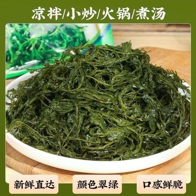 马尾藻鞭炮笋鲜嫩鞭炮笋长菜凉菜盐渍马尾藻火食材海麻寿辣烫炮仗