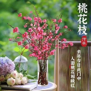 【遇水开花】新年桃花遇水开花梅干枝年宵花卉冬季室内水培梅花枝